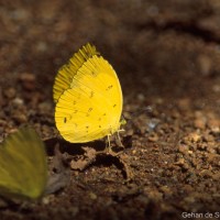 Eurema blanda Boisduval, 1836